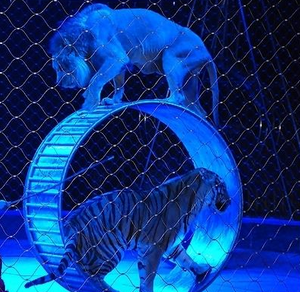 Lanov&aacute; s&iacute;ť z nerezov&eacute; oceli pro z&aacute;bavn&iacute; park/ochrann&aacute; s&iacute;ť pro zv&iacute;řec&iacute; cirkus